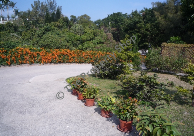 lorem ipsum dolor sit